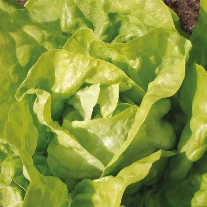 Kopfsalat Twellose Gele Bio