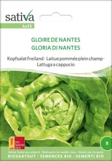 KopfsalatGloire de Nantes