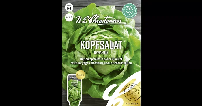 Kopfsalatsamen ‚Dynamite‘