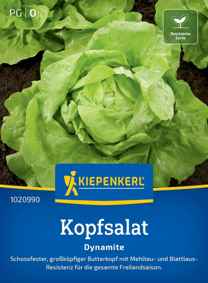 Kopfsalatsamen Dynamite