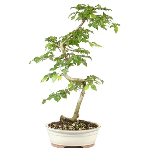 Korean Hornbeam – ST0125KH-F