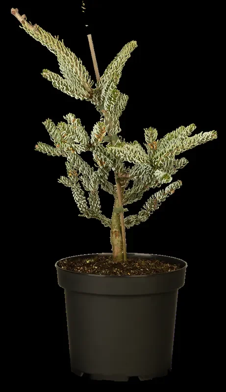 Koreatanne ‚Silberlocke‘
