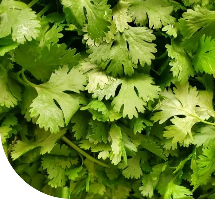 Koriandersamen – Cilantro