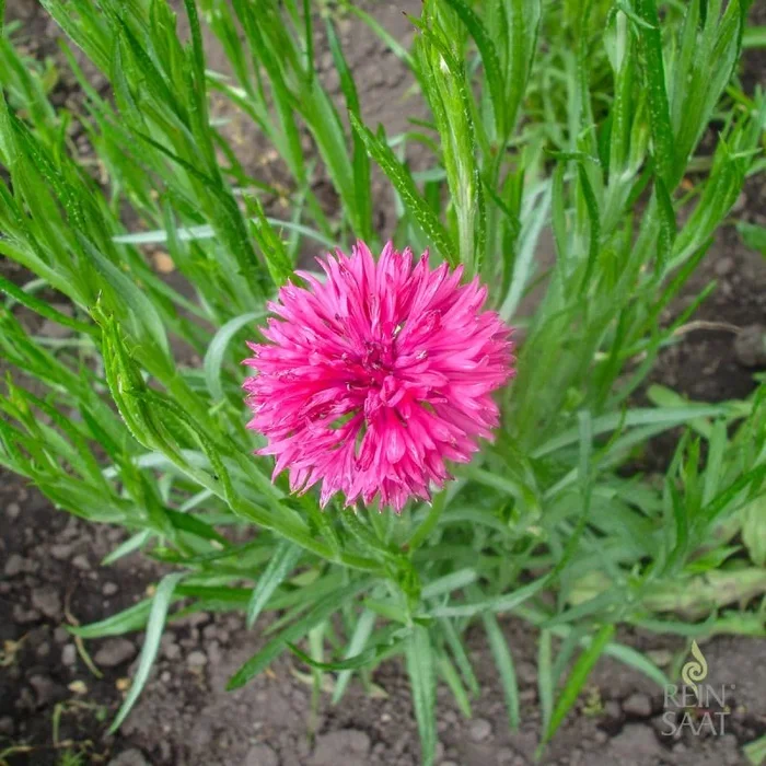 Kornblume Barbara