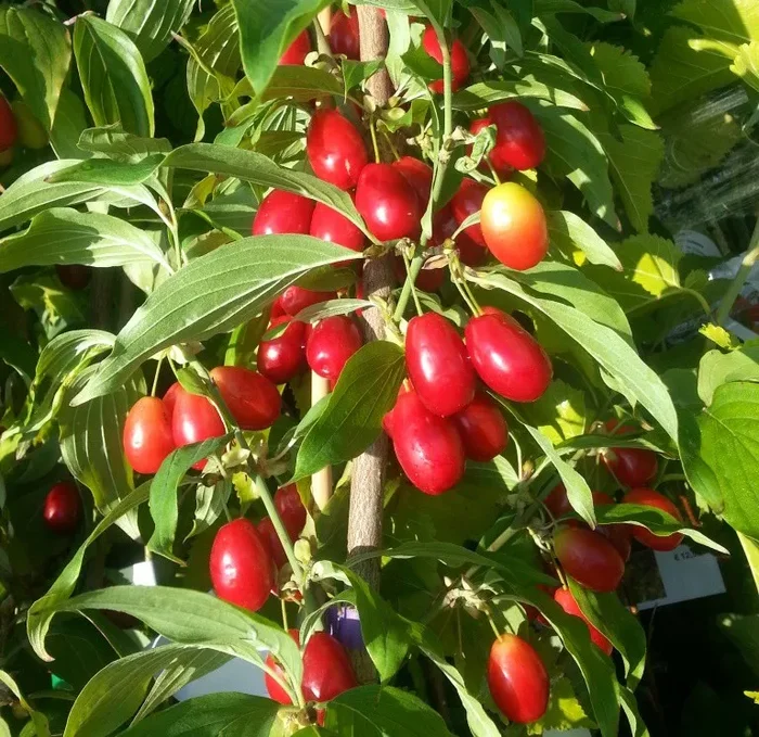 Kornelkirsche Jolico – Cornus mas