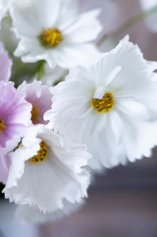 Kosmee „Cupcake White“