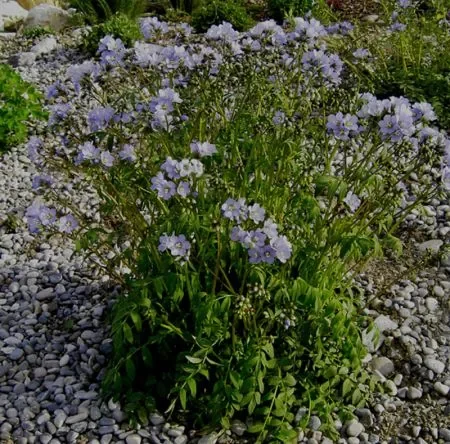 Kriechende Jakobsleiter (Polemonium reptans) „Bio“