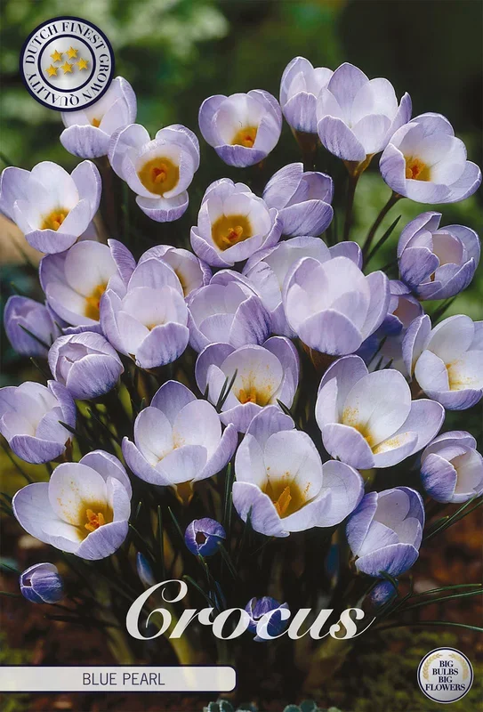 Krokus Blue Pearl (10 Stück)