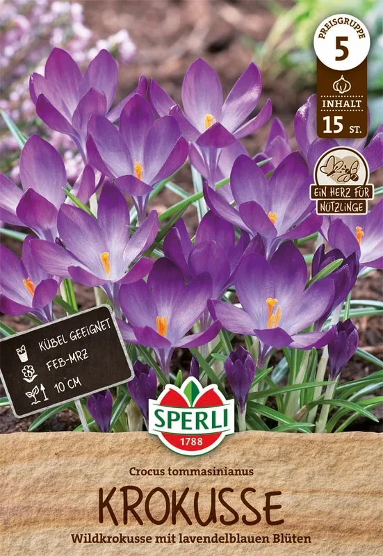 Krokus C. tommasinianus (15 Stück)