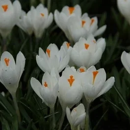 Krokus (Crocus vernus ‚Jeanne d’Arc‘)