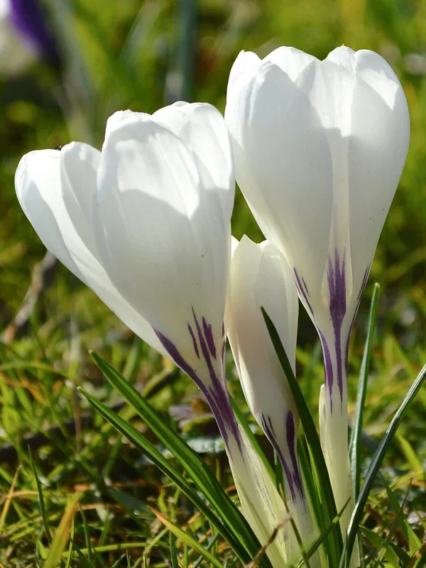 Krokus Jeanne d‘Arc