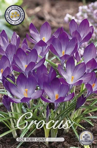 Krokus Ruby Giant (50 Stück)