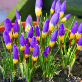 Krokus Sieberi TriColore x 20