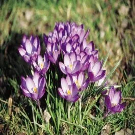 Krokus Tommasinianus Ruby Giant x 20