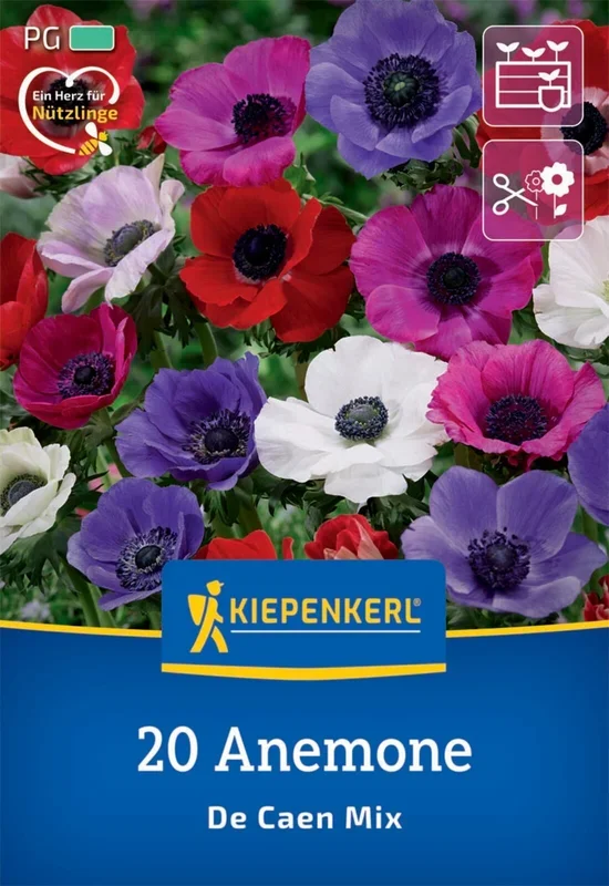 Kronen-Anemonen De Caen Mischung (20 Stück)