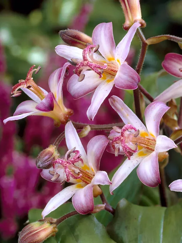 Krötenlilie Taiwan Adbane (Tricyrtis)