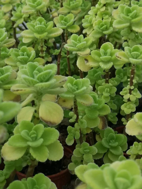 Kubanischer Oregano – Plectranthus spec.