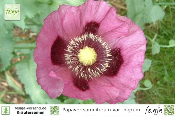 Küchenmohn, Papaver somniferum
