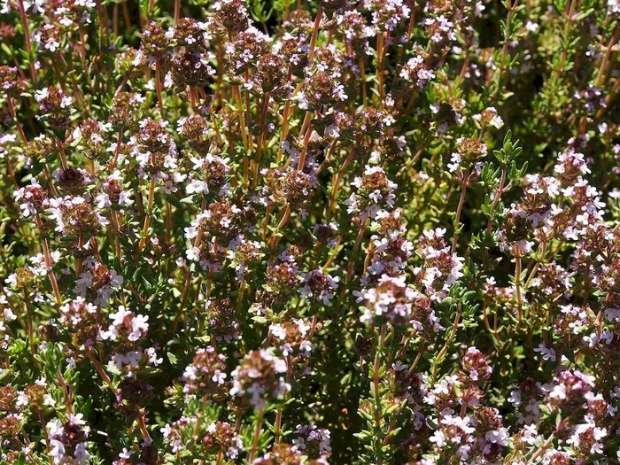 Küchenthymian, Thymus vulgaris