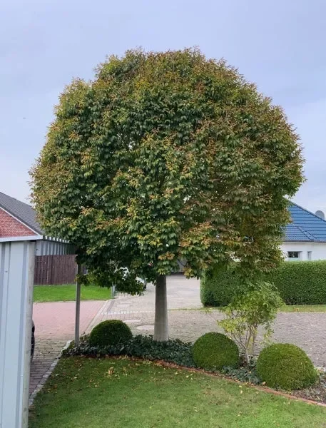 Kugel-Blumenesche (Fraxinus ornus ‚Meczek‘)