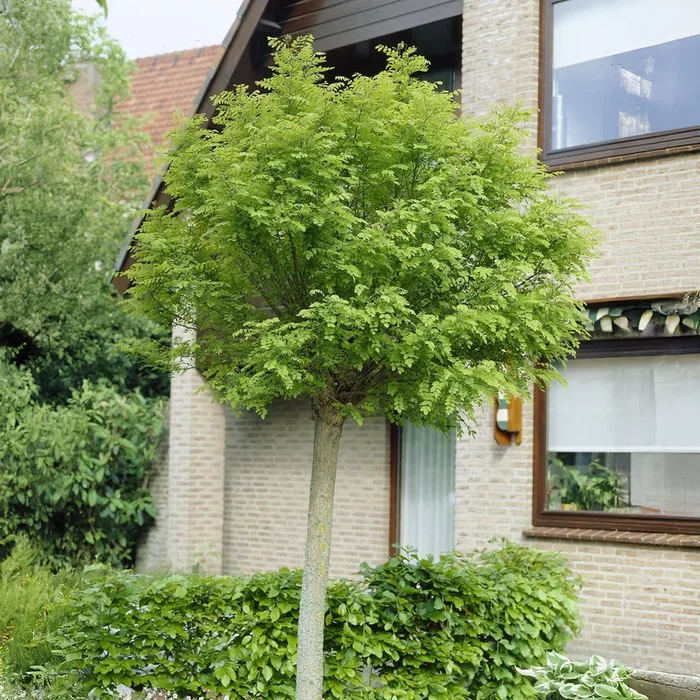 Kugelakazie auf Stamm