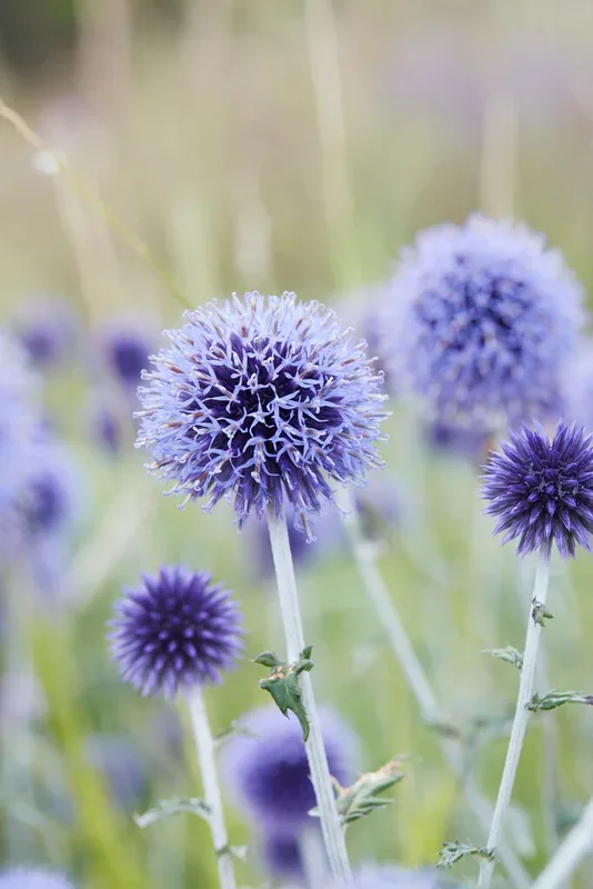 Kugeldistel Blue Globe