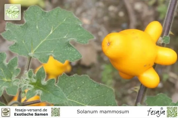 Kuheuterpflanze, Solanum mammosum