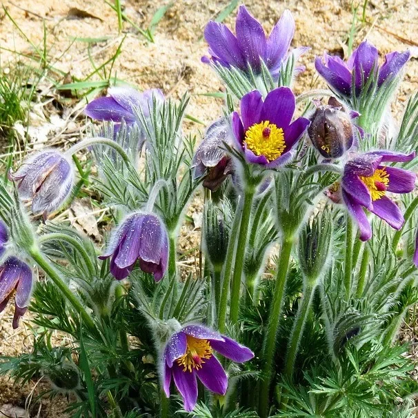 Kuhschelle Blaue Glocke – Pulsatilla vulgaris
