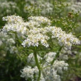 Kümmel – Kräuter