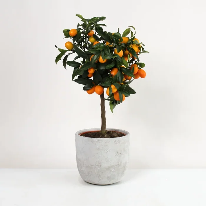 Kumquat Bäumchen – Fortunella margarita