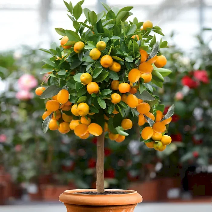 Kumquat (Stämmchen) Fortunella margarita – Bestellnummer 6630666