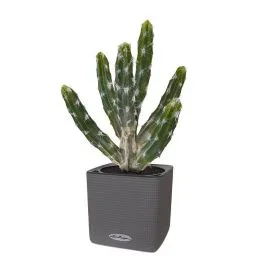 Künstliches Tetragonus-Kaktus Bukett 35 cm grün