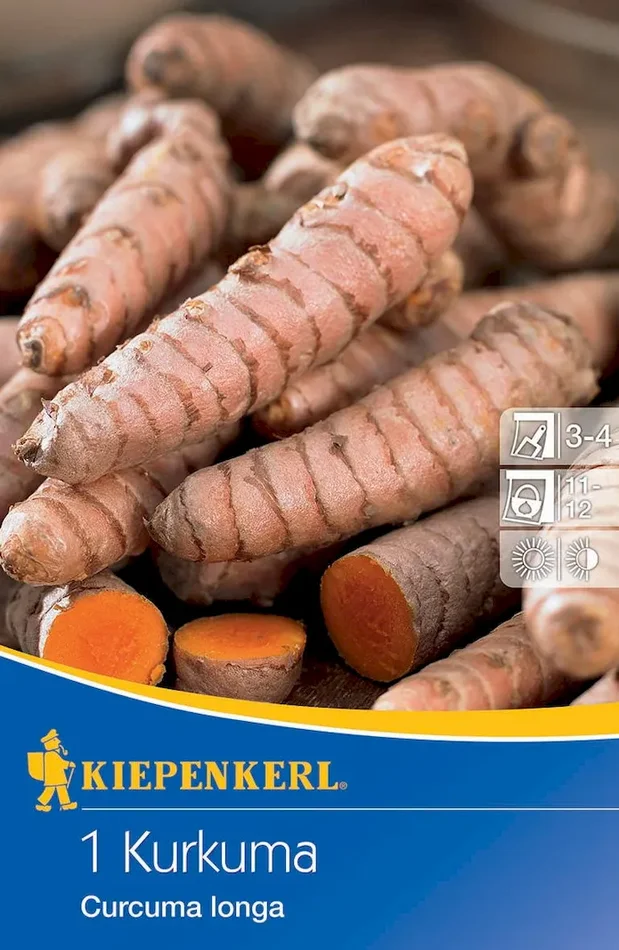 Kurkuma Curcuma longa