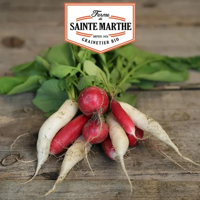 La ferme Sainte Marthe – 1 000 Samen Radieschen in Mischung: Sora, Flamboyant, Chandelle de Glace