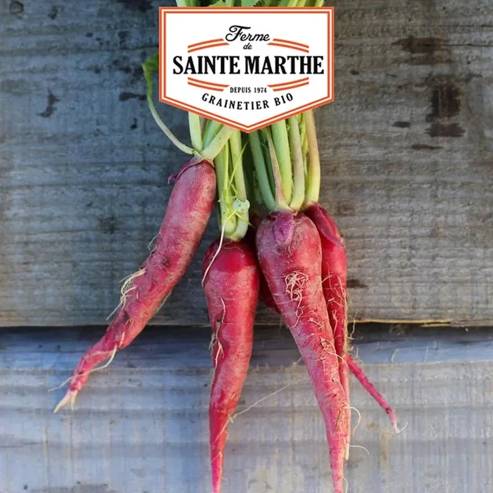 La ferme Sainte Marthe – 1.000 Samen Rosa Osterrettich 3