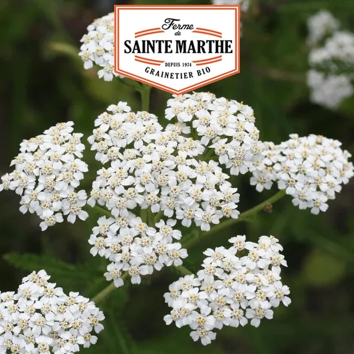 La ferme Sainte Marthe – 1.000 Samen Schafgarbe