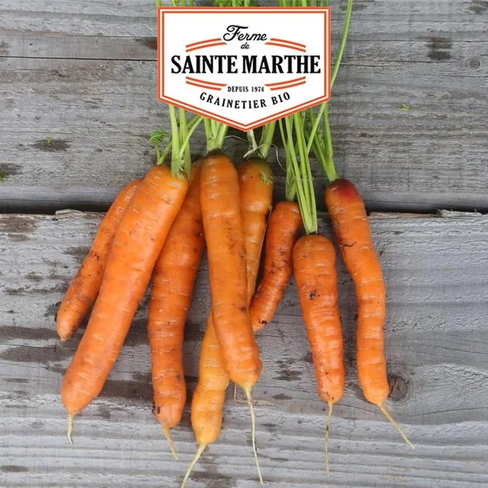 La ferme Sainte Marthe – 1.500 Samen Karotte Touchon