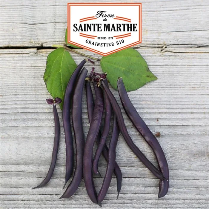 La ferme Sainte Marthe – 10 Gramm Zwergbohnen Purple Queen Netz ohne Faden