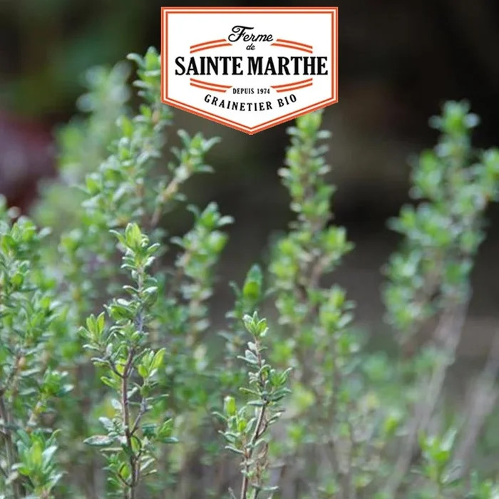 La ferme Sainte Marthe – 1000 Samen Thymian Commun