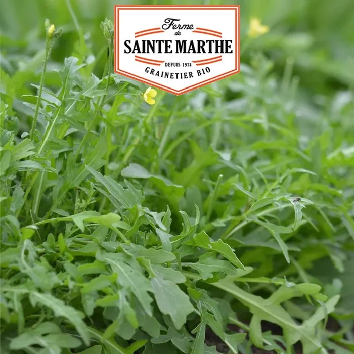La ferme Sainte Marthe – 1000 Samen Wilder Rucola