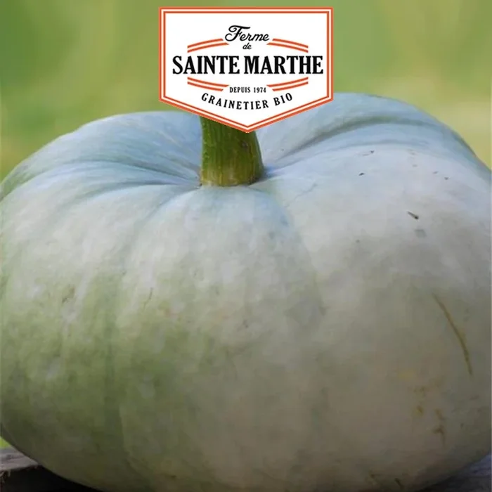 La ferme Sainte Marthe – 15 Samen Blauer Kürbis aus Ungarn