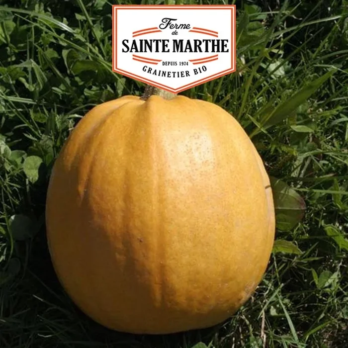 La ferme Sainte Marthe – 15 Samen Kürbis Melonnette Jaspée de Vendée