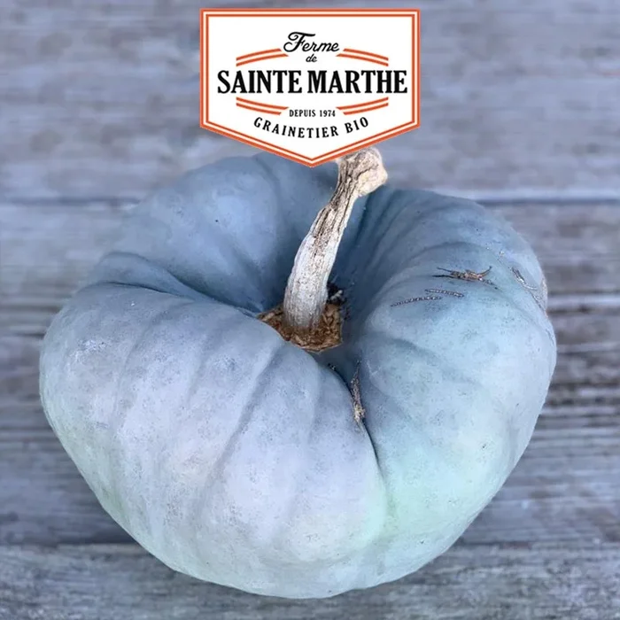 La ferme Sainte Marthe – 15 Samen Kürbis Tristar oder Triamble