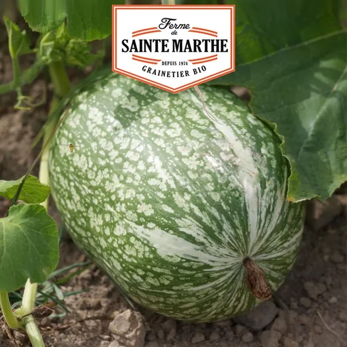La ferme Sainte Marthe – 15 Samen Siamkürbis