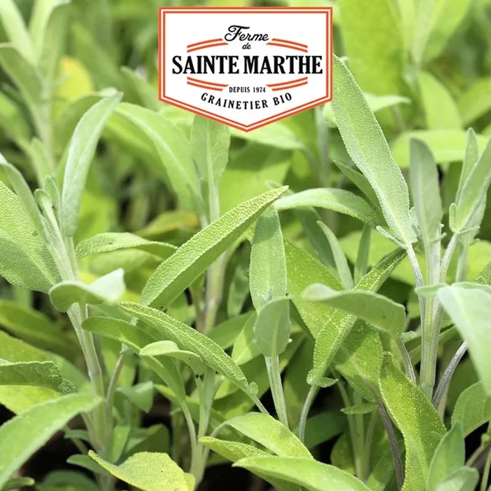 La ferme Sainte Marthe – 150 Samen Salbei Officinale