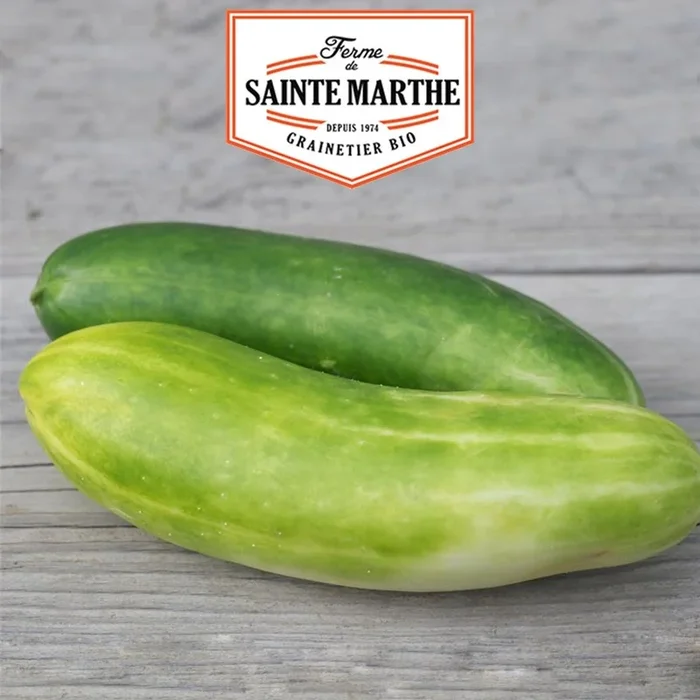 La ferme Sainte Marthe – 20 Samen Grüne Gurke lang Maraicher