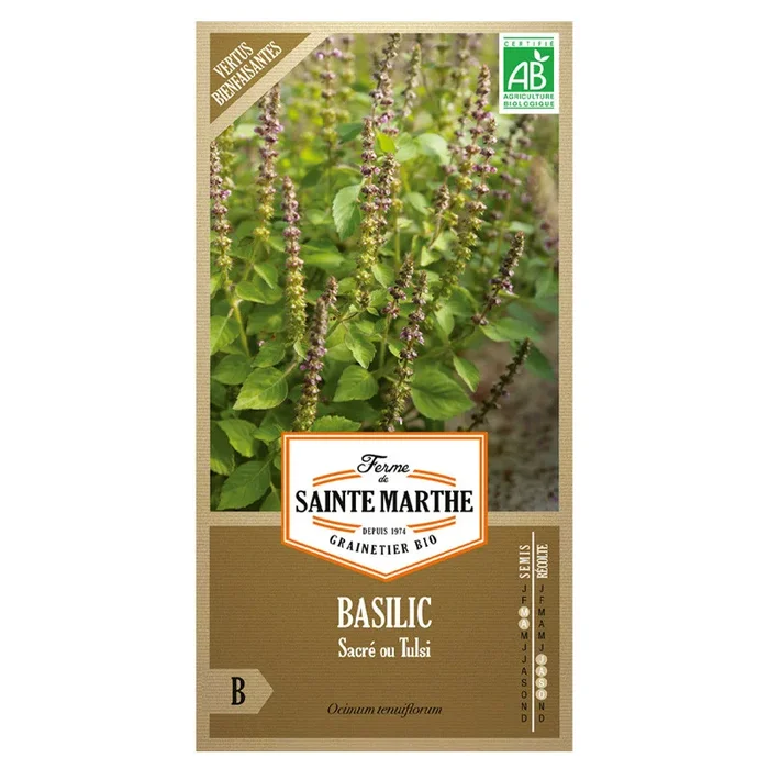 La ferme Sainte Marthe – 200 Samen AB – Heiliges Basilikum oder Tulsi
