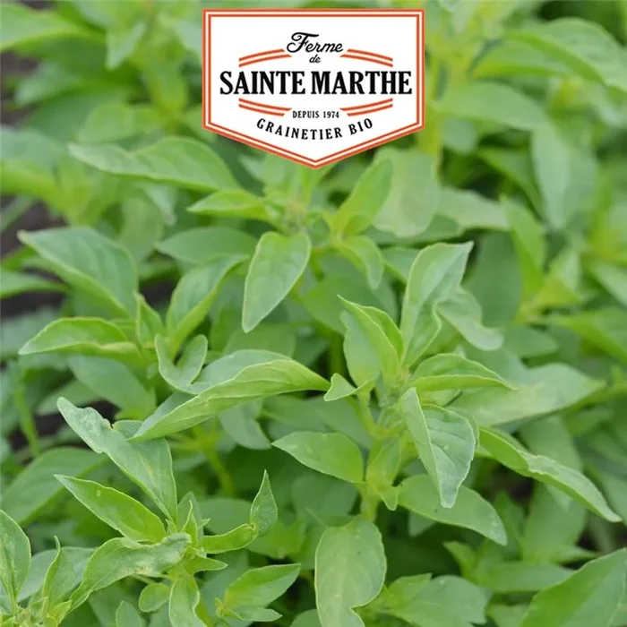 La ferme Sainte Marthe – 200 Samen Basilikum Zitrone