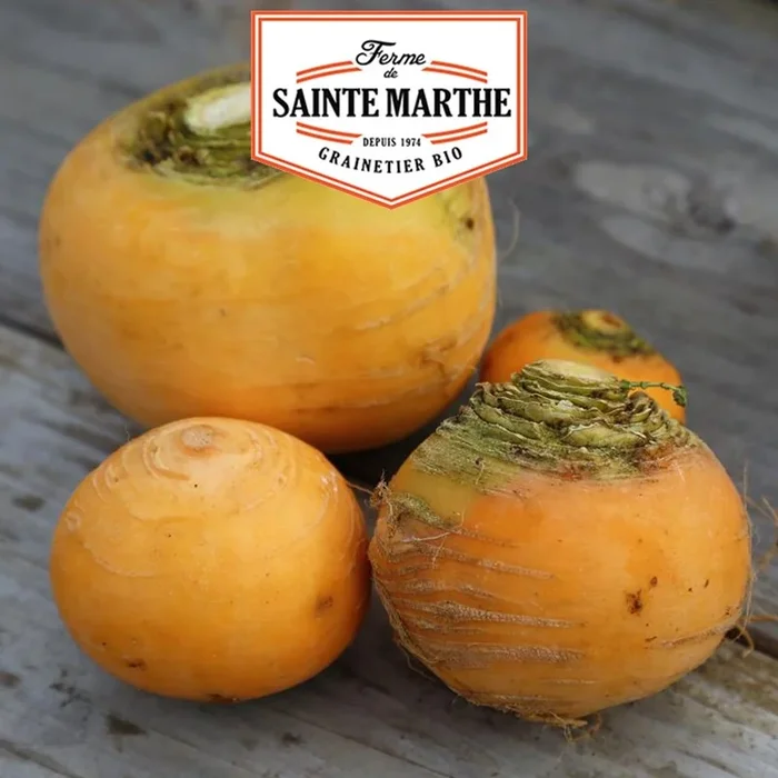 La ferme Sainte Marthe – 300 Samen Gelbe Rübe Goldkugel