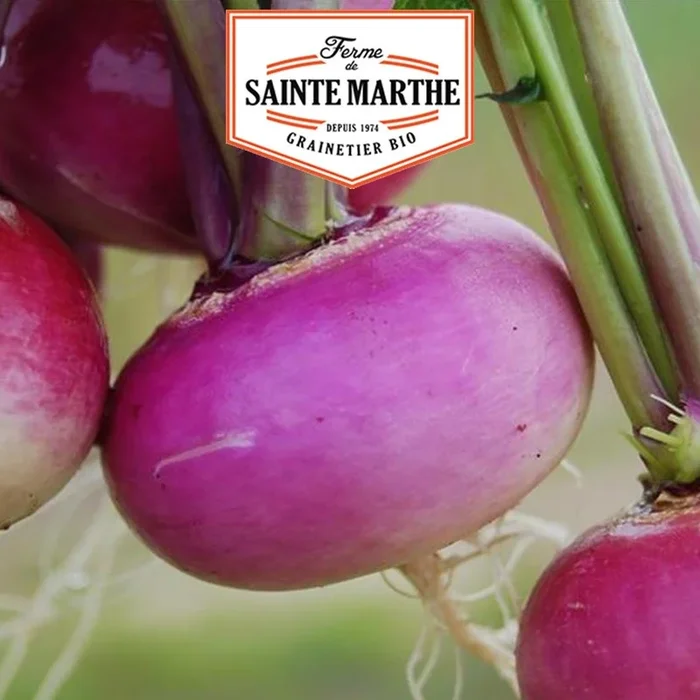 La ferme Sainte Marthe – 300 Samen Rübe Roter Milan